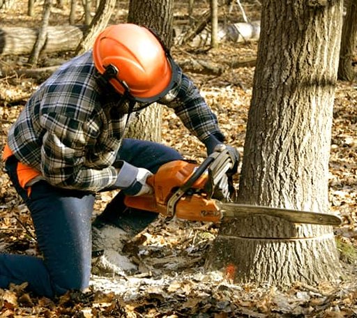 Tree Removal in Durant, MS